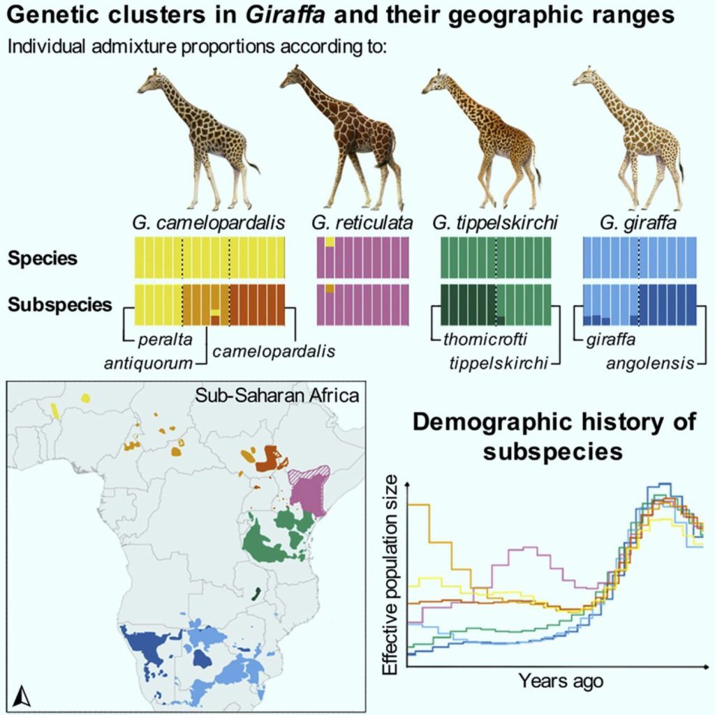 Un grafico che riassume la nuova classificazione delle specie e delle sottospecie di giraffa con le rispettive distribuzioni. Coimbra et al., doi: 10.1016/j.cub.2021.04.033