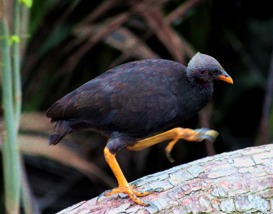 Esemplare di megapodio delle Tonga