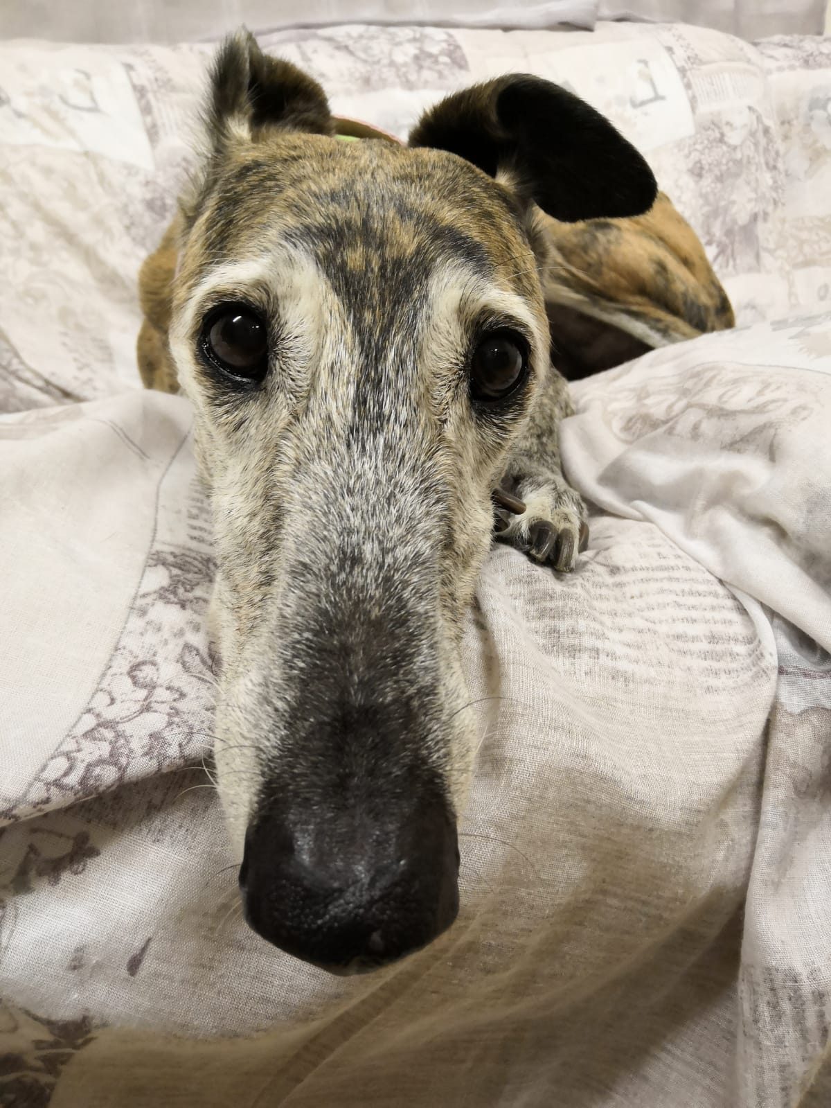 Zoe, il galgo di Massico Errico, fondatore di Progetto Galgo (credits:@ProgettoGalgo)
