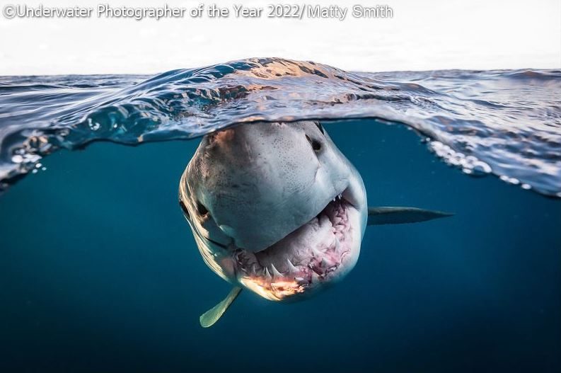 Lo squalo bianco di Matty Smith vincitore del secondo premio