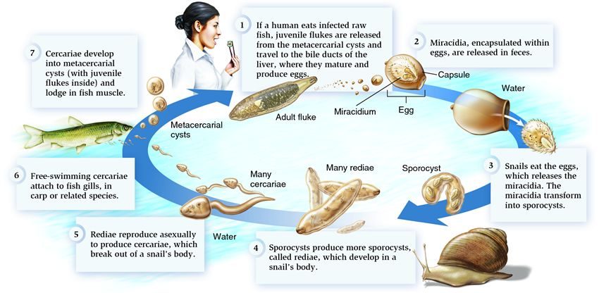 Esempio di ciclo vitale di un trematode. L’animale viene ospitato da diverse specie nei vari stadi vitali