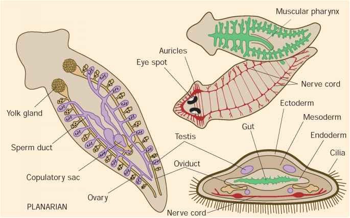 Schema semplificato che mostra i principali sistemi corporei di un platelminta planaria