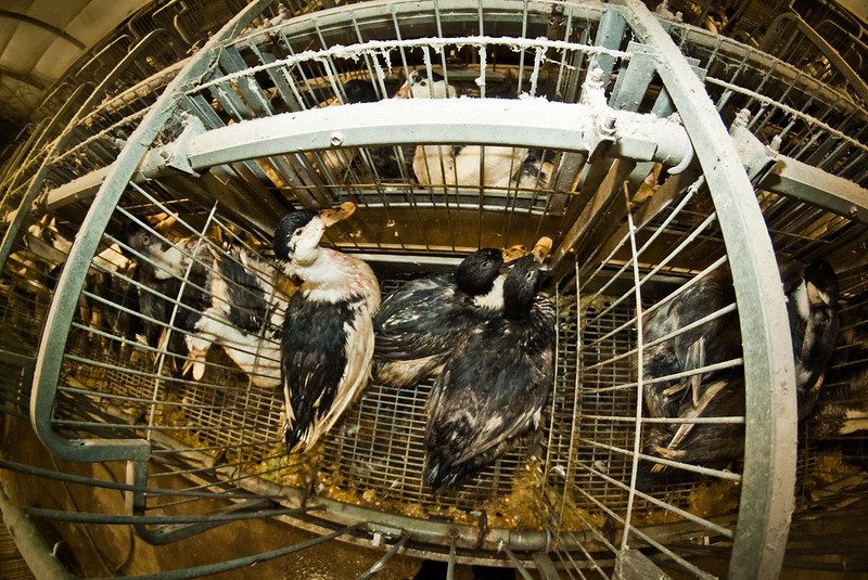 Le oche nelle gabbie in cui vengono costrette nella fase del gavage che precede la macellazione (credits@AnimalEquality)