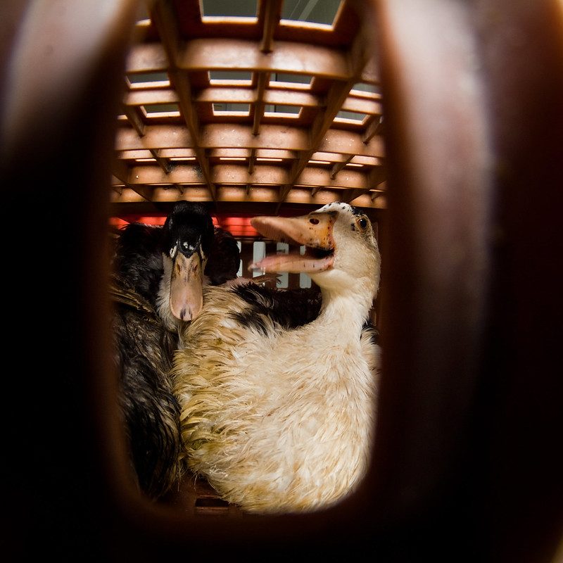 Gabbie estremamente ridotte nelle quali sono imprigionate le oche e le anatre destinate alla produzione di foie gras (credits:animalequality)
