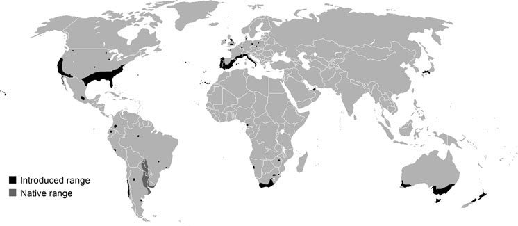 Diffusione della formica argentina. In grigio areale nativo; in nero areale di introduzione
