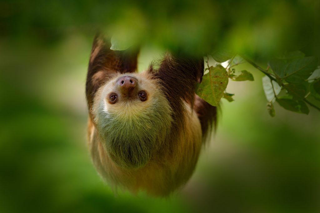 Un bradipo di Hoffmann nella foresta del Costa Rica