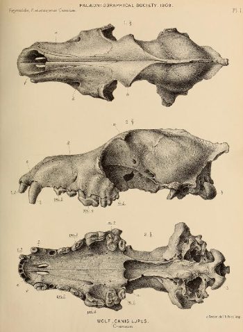 Illustrazione di cranio di lupo pleistocenico