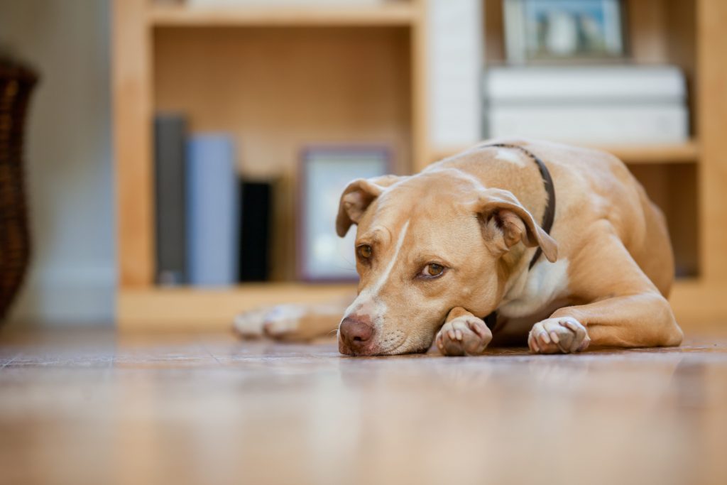 Il cane prova dolore e sperimenta il lutto. Gioca di meno, è più pauroso e ha bisogno di più attenzioni