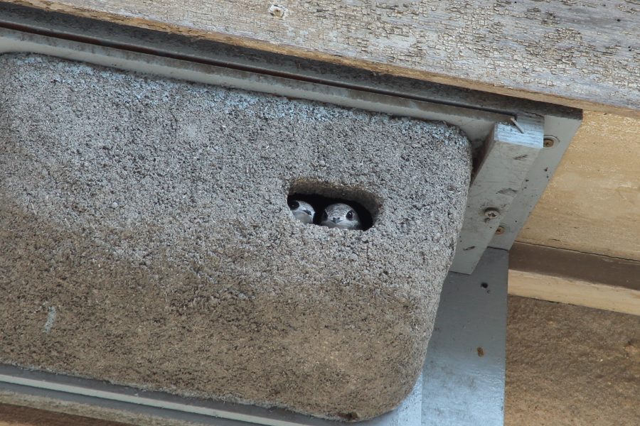 Le cassette nido per rondoni sono uno strumento economico ed efficace per tutelarne la nidificazione