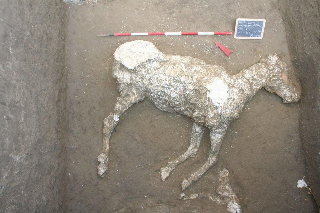 cavallo pompei 3