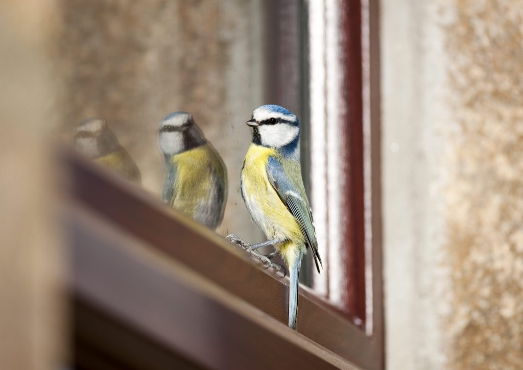 Una cinciarella rimasta intrappolata dentro casa