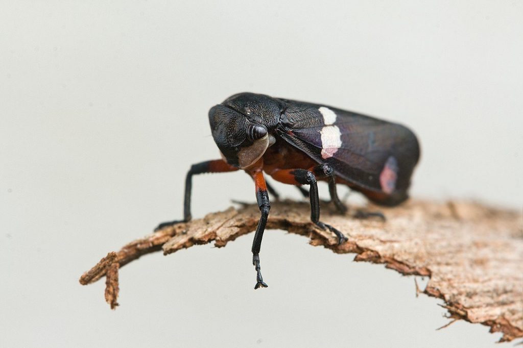 Eurymela distincta