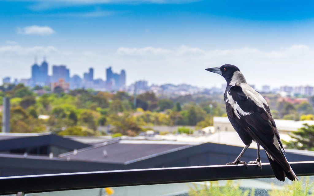 Le gazze australiane sono uccelli estremamente adattabili e hanno colonizzato con successo anche le grandi città come Melbourne