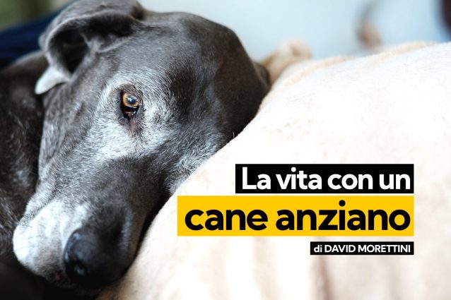 cane anziano