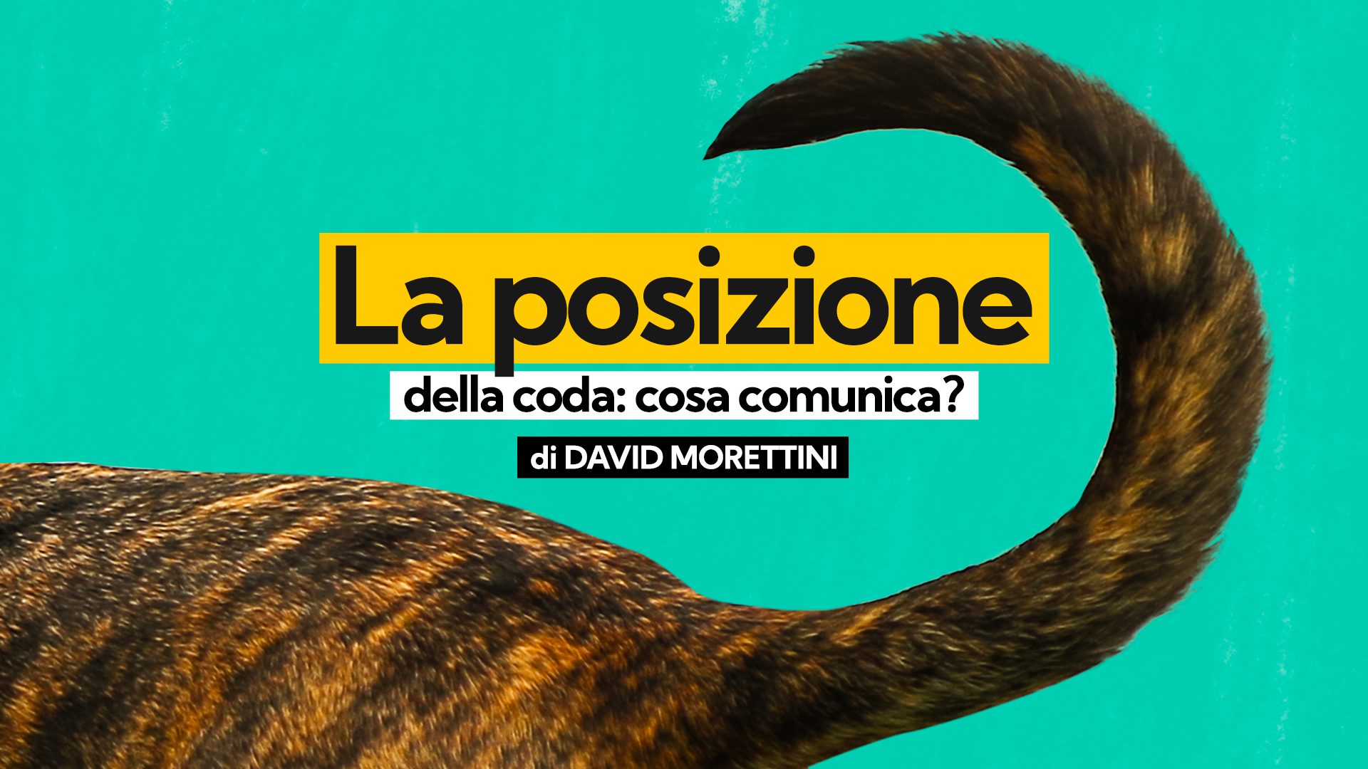 La posizione della coda del cane cosa comunica?