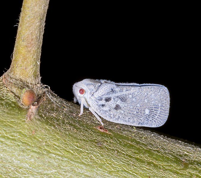 Metcalfa pruinosa