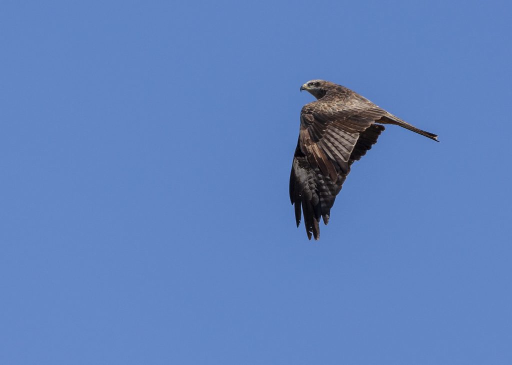 Un nibbio bruno in volo