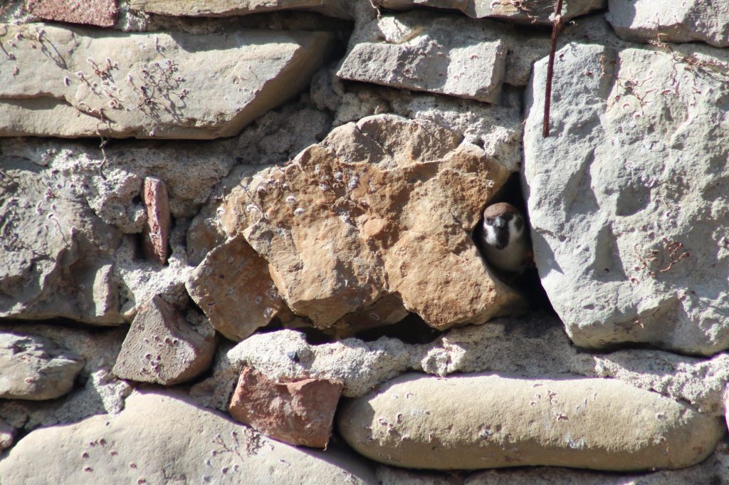 Molti piccoli uccelli, come questa passera mattugia (Passer montanus), nidificano nelle cavità degli edifici