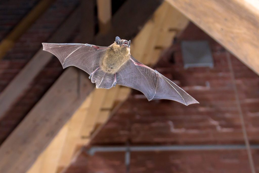 Anche i chirotteri, come questo pipistrello nano (Pipistrellus pipistrellus), trovano rifugio nelle nostre città