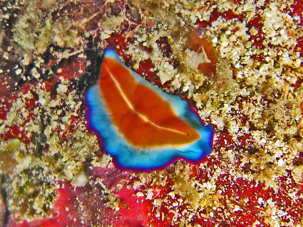 Pseudoceros susanae