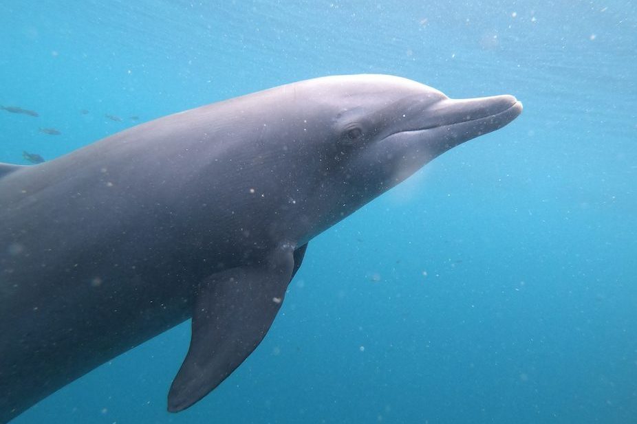 Rambo il terzo delfino attualmente in riabilitazione a Bali e in attesa di rilascio in mare (credits: Dolphin Project)