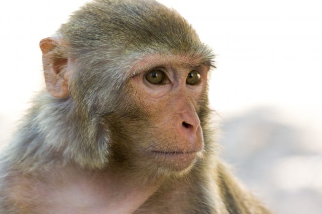 Rhesus macaque scimmia Elon Musk
