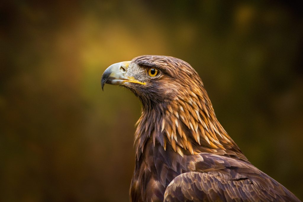 Con un’apertura alare di oltre 2 metri l’aquila reale è tra i rapaci più grossi e maestosi dei nostri cieli