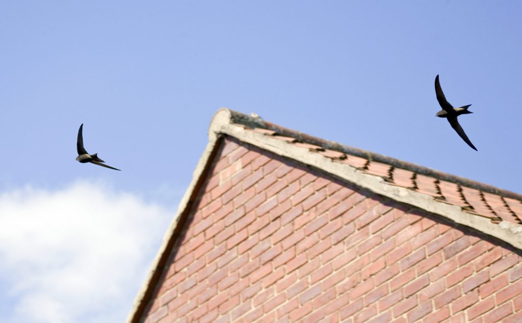 Per molte specie di uccelli, come i rondoni, le cavità negli edifici e gli spazi tra le tegole rappresentano l’unica possibilità di riproduzione