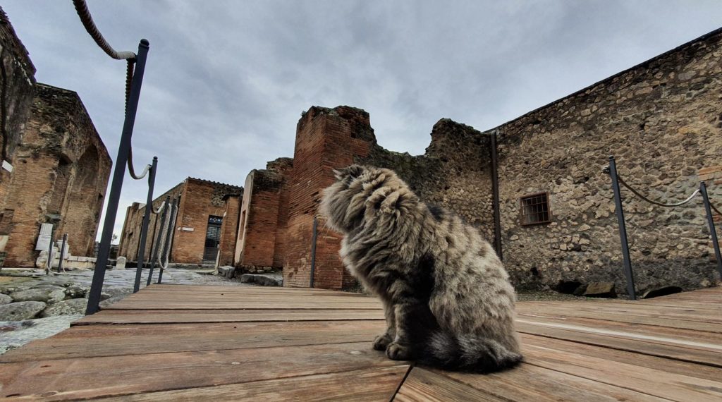 Un gatto agli Scavi di Pompei (Credits: profilo ufficiale Facebook Parco Archeologico di Pompei)