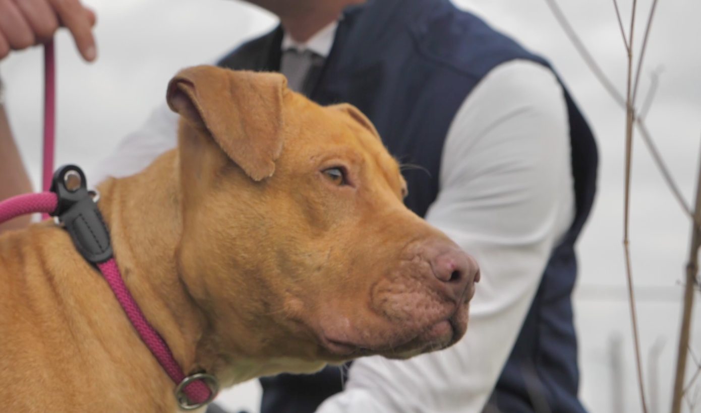 Uno dei pitbull recuperati durante un’azione di polizia e affidati alle cure di "Io non combatto" (credits:HSI Italia)