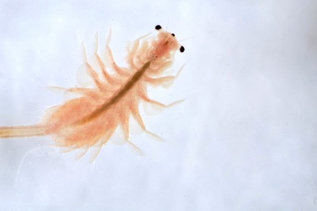 Artemia salina