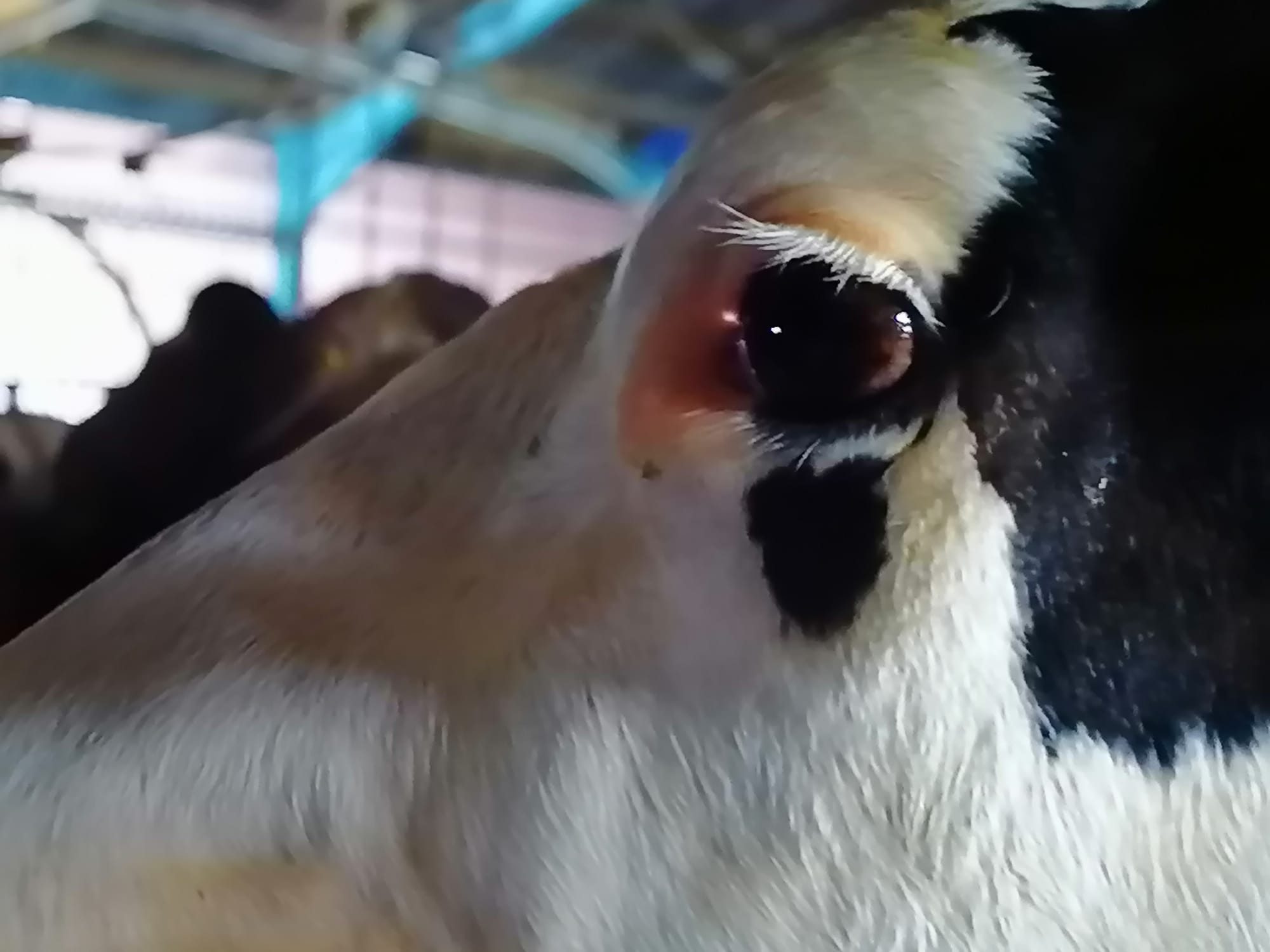 Lo sguardo mite di Luma, nata per figliare e produrre latte