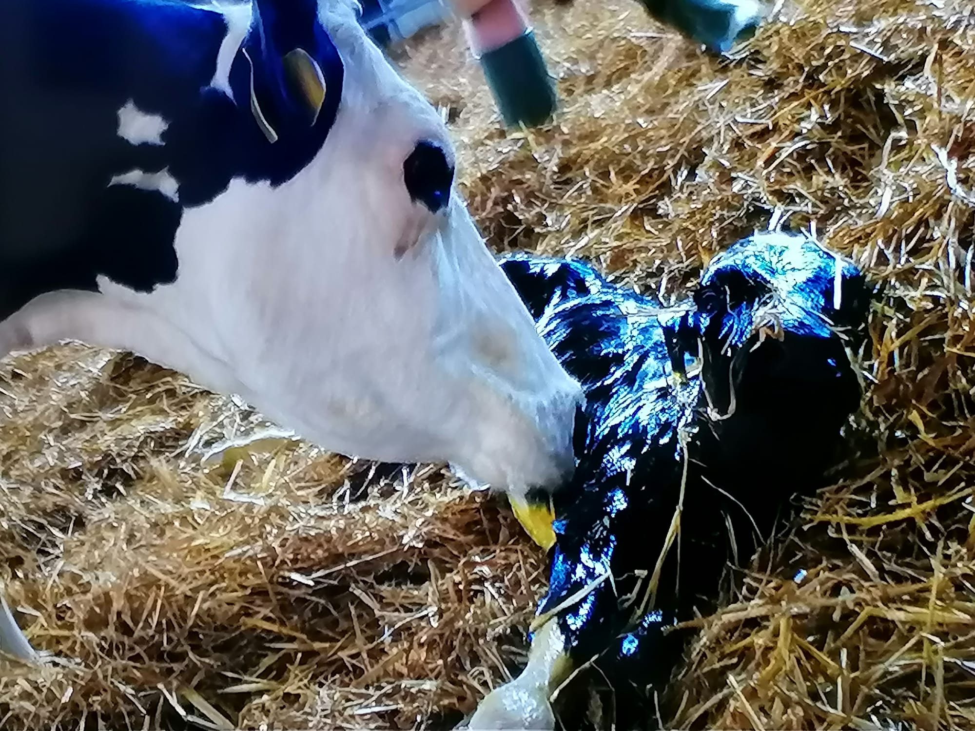 Luma lecca il suo cucciolo appena nato