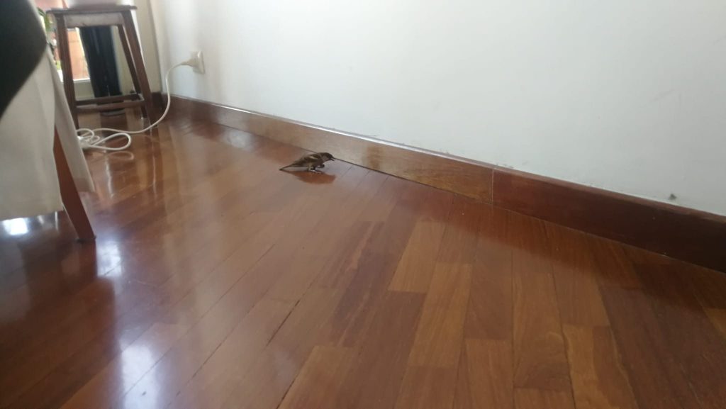 Il passero d’Italia segnalatoci da un nostro lettore è tornato fortunatamente in libertà