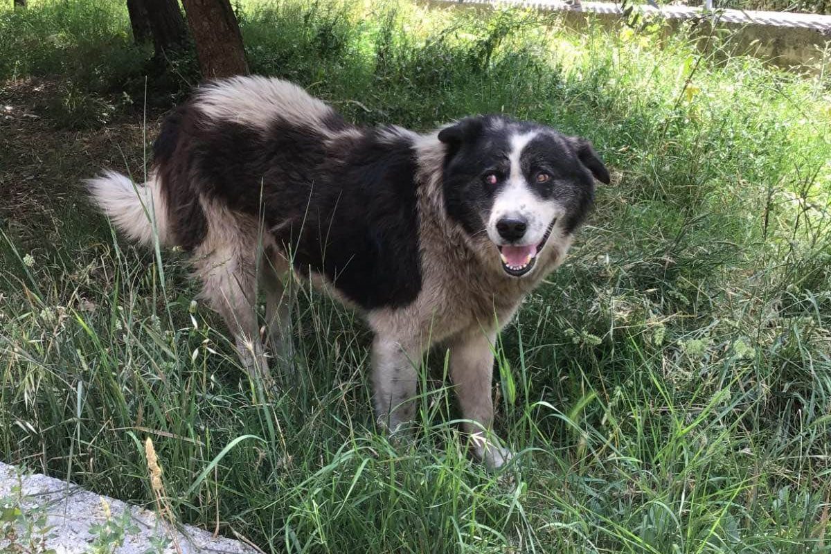 Cucciolone, il cane libero morto dopo la cattura