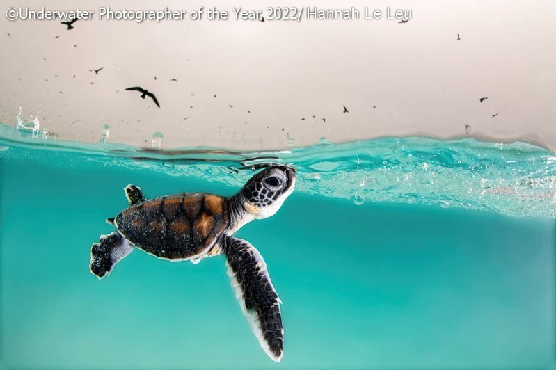 La tartaruga marina verde fotografata in Australia con un grandangolo da Hannah Le Leu