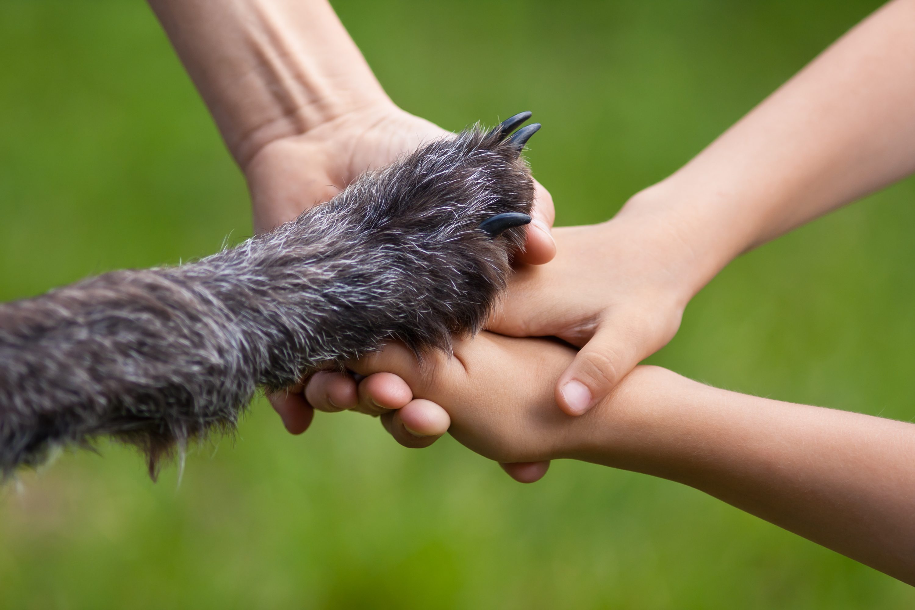 cane famiglia
