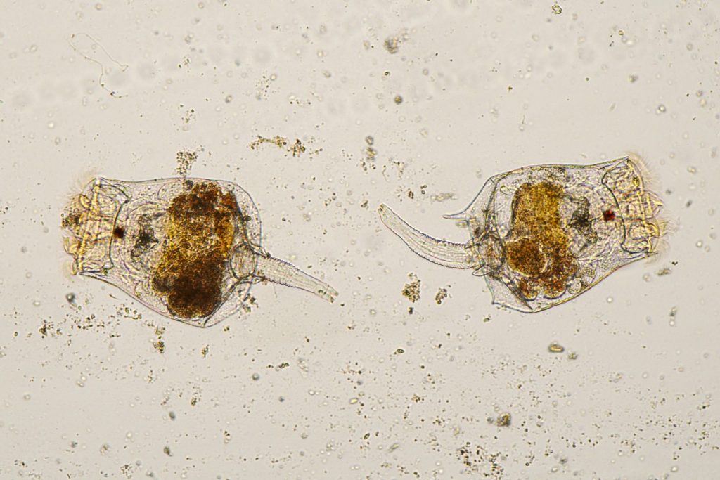 Molti rotiferi si riproducono senza maschi. Ci sono persino intere specie composte solo da individui femmine
