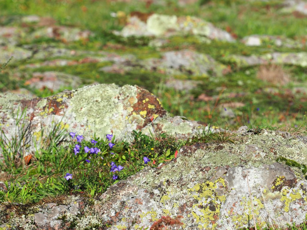 Alcune piante erbacee molto rare nella tundra artica sono favorite dalla presenza dei grandi erbivori che limitano la diffusione delle specie più comuni