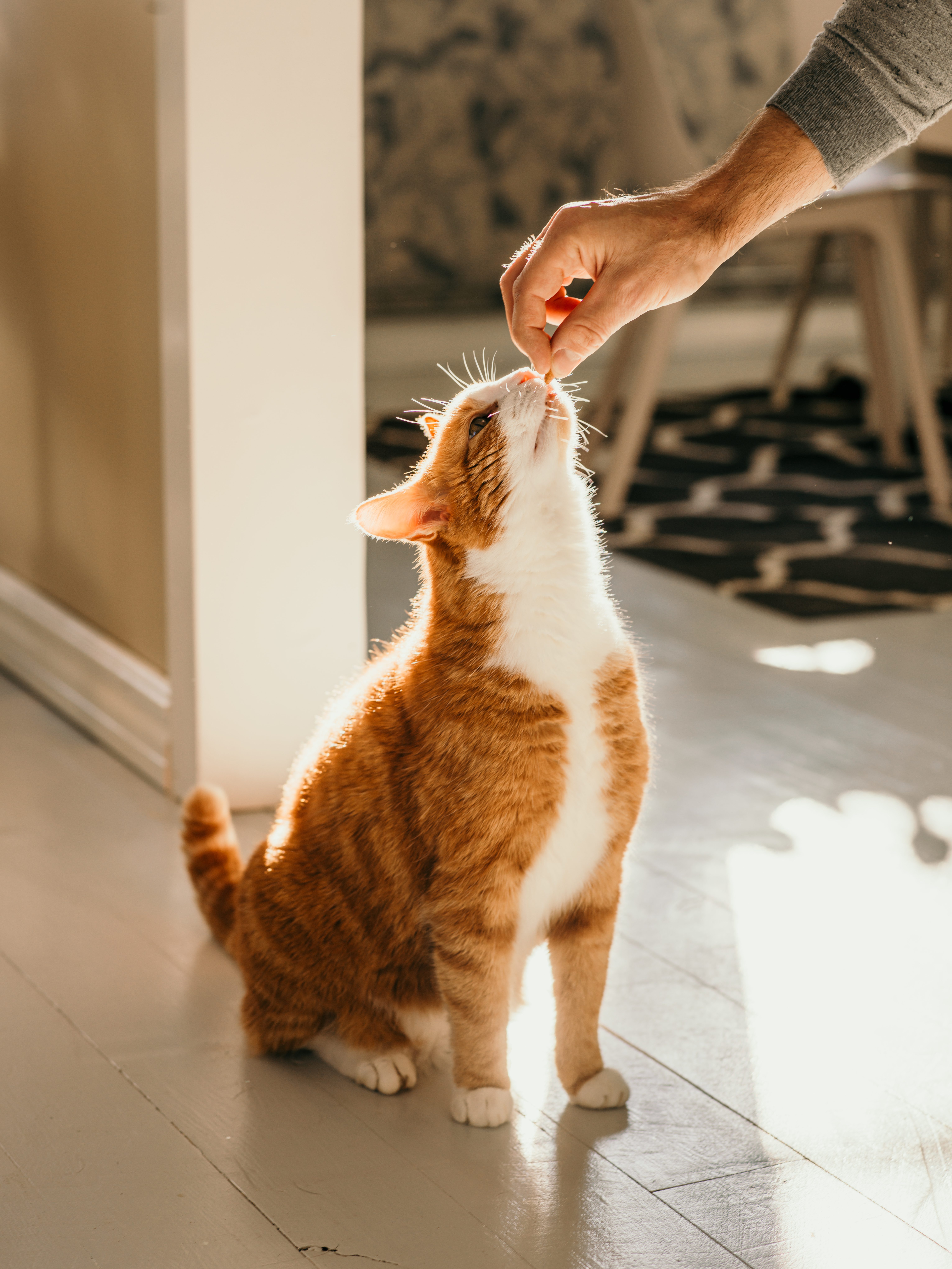 frutta secca gatto