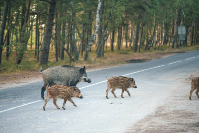 Danni Cagionati Da Animali Selvatici Cosa Dice La Legge