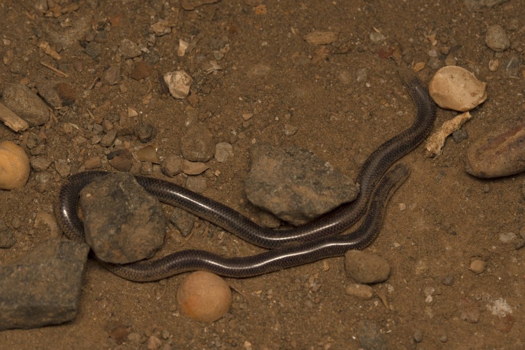 Indotyphlops braminus è un serpente cieco che si riproduce esclusivamente per partenogenesi, tutti gli individui sono perciò femmine
