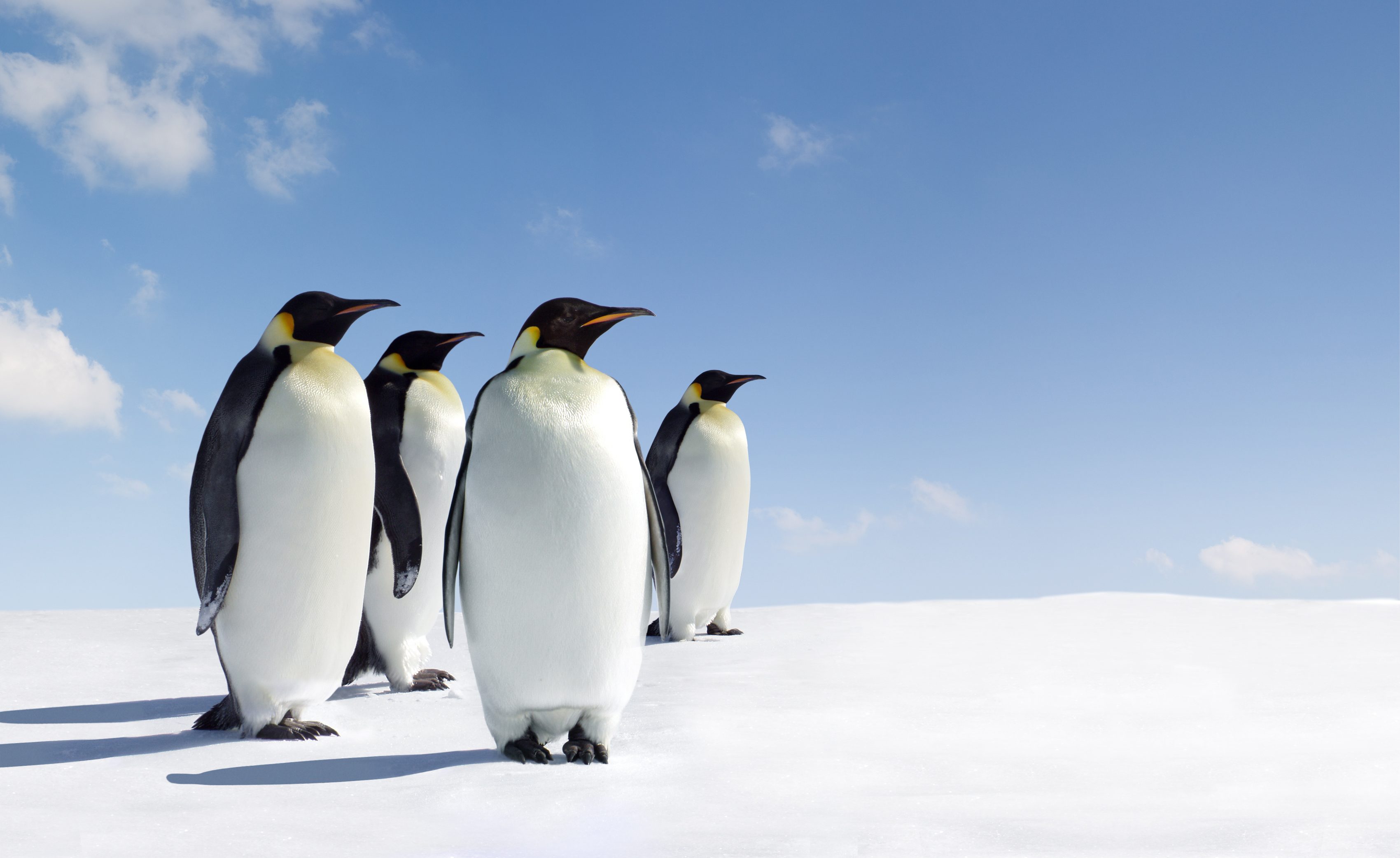 pinguini imperatore sanremo
