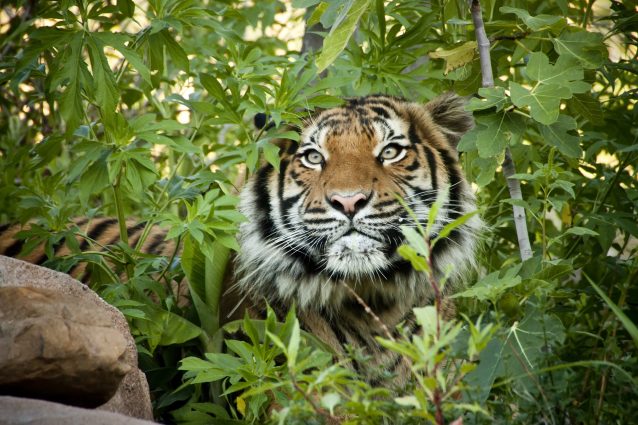 tigre indocinese