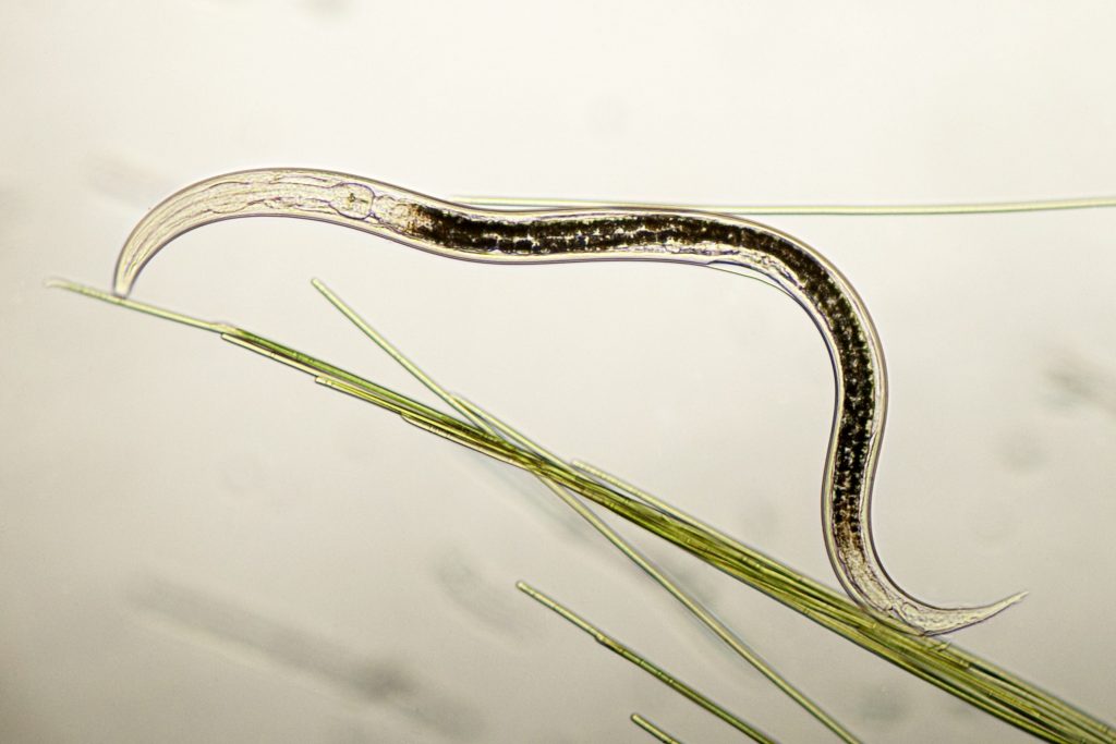 Molti vermi, tra cui diverse specie di nematodi, sono sia maschi che femmine e si autofecondano da soli