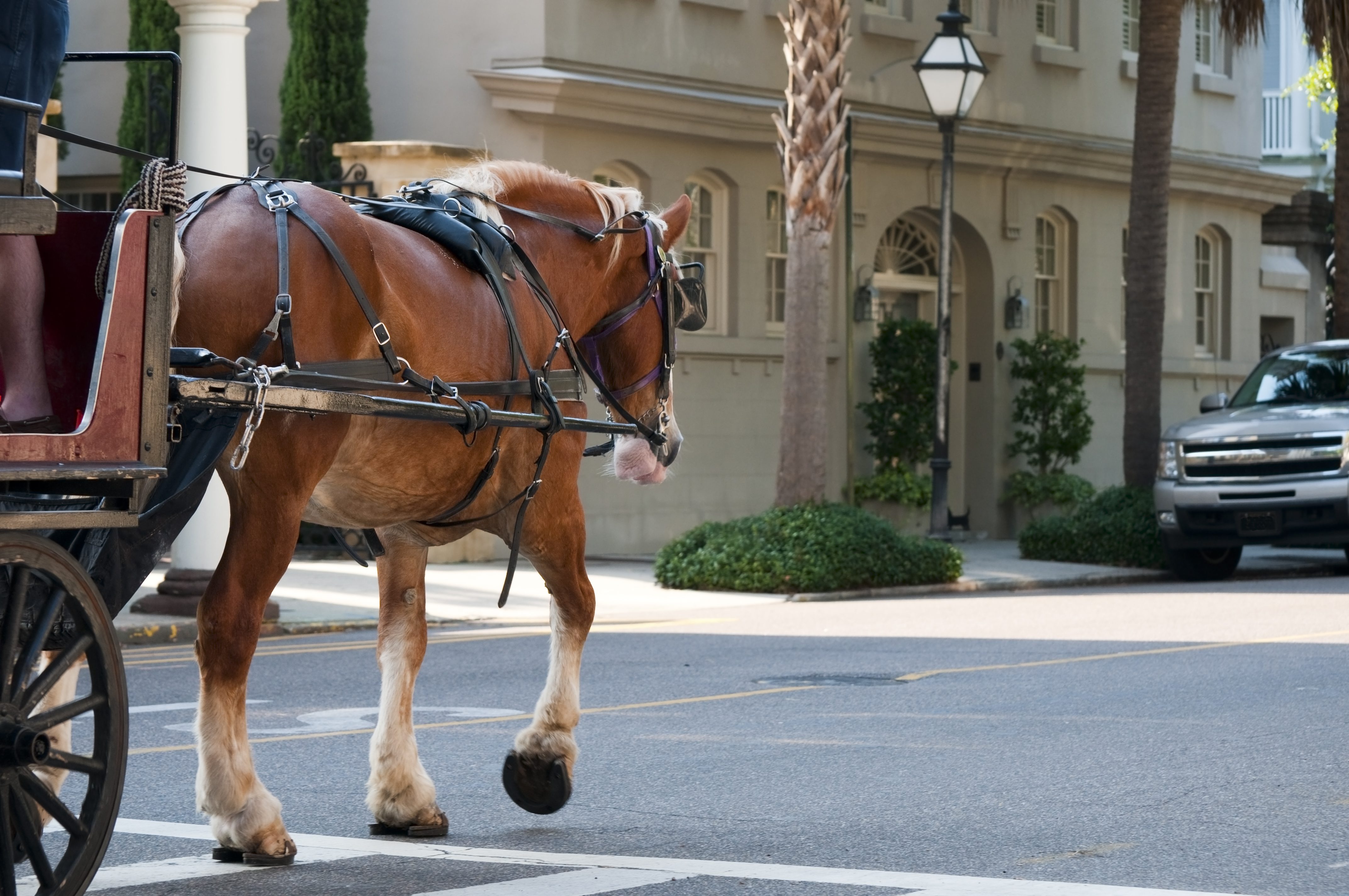 cavallo Lav carrozza