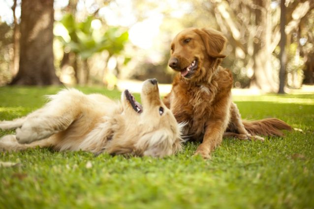 Valentina Corneli Animali costituzione cani