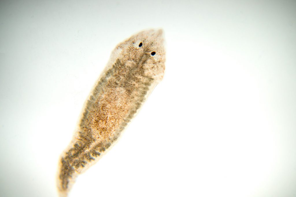 Le planarie possono generare nuovi individui partendo da piccoli frammenti del proprio corpo