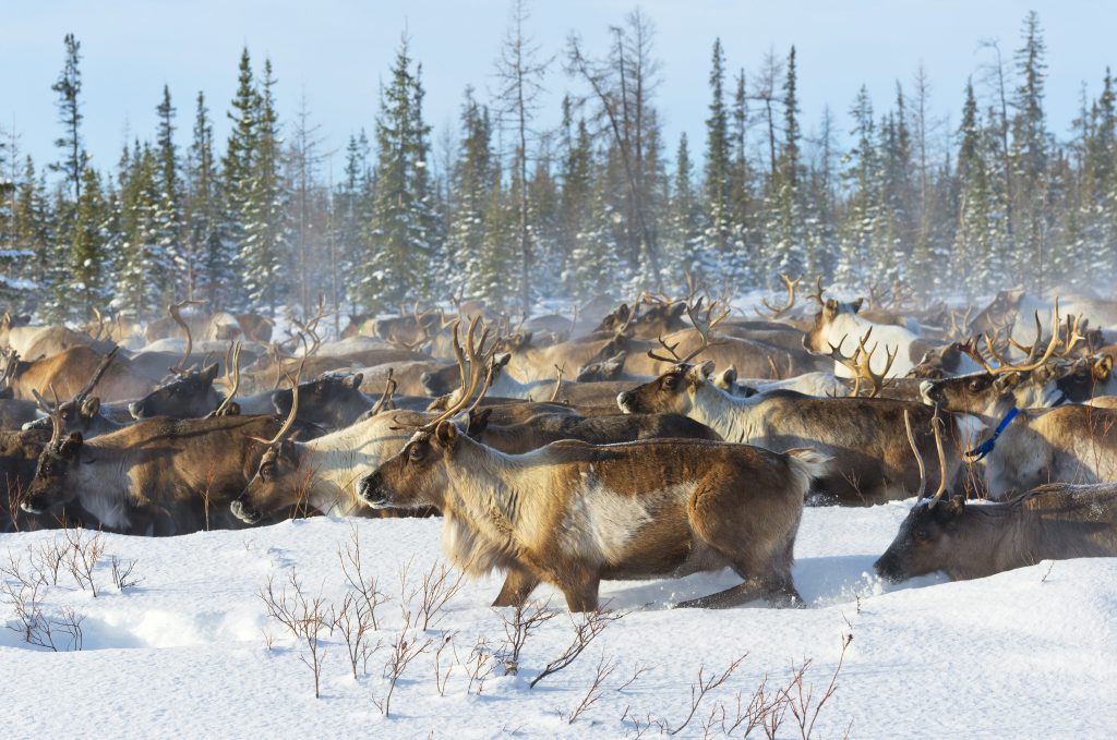 Un gruppo di caribù in migrazione nella fredda tundra artica
