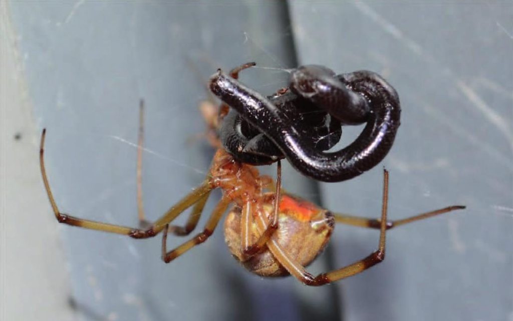 Un ragno vedova Latrodectus geometricus, mentre si nutre di un serpente Indotyphlops braminus in Messico